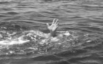 भेरी नदीमा खसेका टिपर चालकको शव सुर्खेतमा फेला, दुई जना अझै बेपत्ता