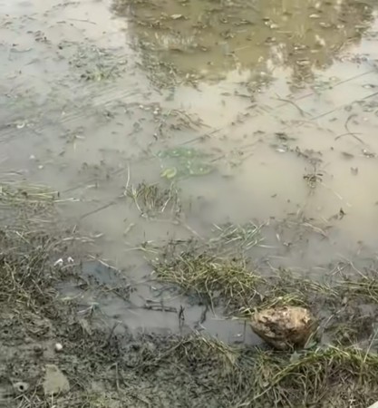 बाँकेमा टाउको र हात नभएको अवस्थामा भेटियो सब
