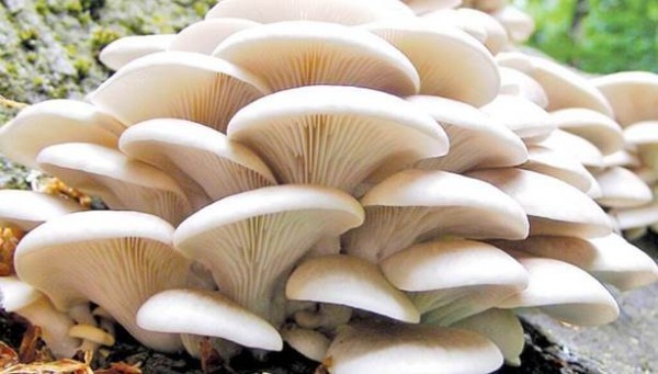अछाममा जंगली च्याउ खाँदा तीन बालबालिका बिरामी, प्रहरीद्वारा सचेत रहन आग्रह