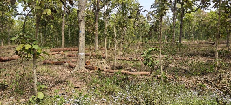 दिगो वन व्यवस्थापनको नाममा कटान बढ्दा बर्दियामा काठ तस्करी मौलाउँदै