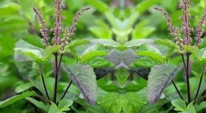 तुलसीको बिरुवा सारी चार महिनासम्म गरिने विशेष पूजा आराधना आजदेखि सुरु गरिँदै छ ,