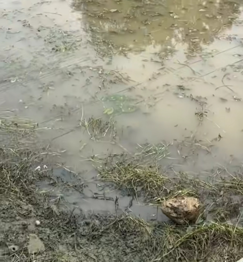 बाँकेमा टाउको र हात नभएको अवस्थामा भेटियो सब
